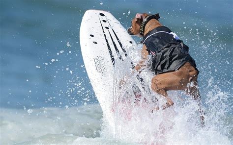 Surf Contests California | The Surf City Surf Dog contest in Huntington Beach, California Boxer ...