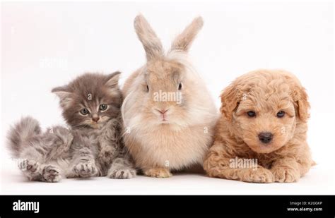 Adorable Baby Bunnies And Kittens