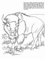 Bison Coloring Pages Free  ColoringBay sketch template