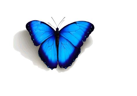 Blue Butterfly Drawing Small Drawing Butterfly Images, Stock Photos & Vectors - officefurnitureasap