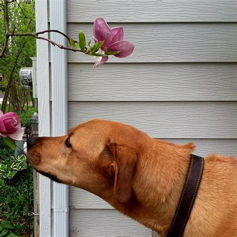 Smelling the beautiful spring flowers . . . . . . #smelling #beautiful ...