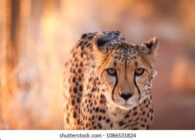 212 Gepard eyes Stock Photos, Images & Photography | Shutterstock