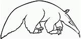 Anteater Coloring Page  Home sketch template