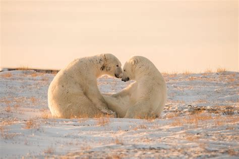 Wapusk National Park: Where Polar Bears Reign Supreme – Canada Untamed