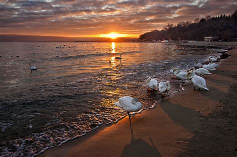 Swan Sunset | Sunset, Sunrise sunset, Swan