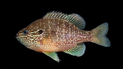 Lepomis marginatus » NCFishes.com