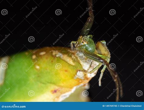 Macro Photo of Crab Spider Camouflage on Leaf Isolated on Black Background Stock Image - Image ...