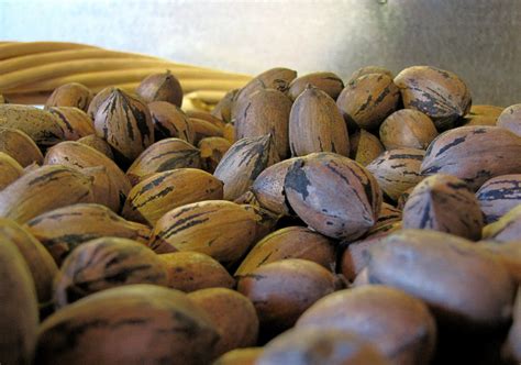 Texas Pecan Orchards Are Facing Years Of Hurricane Recovery | Texas Standard