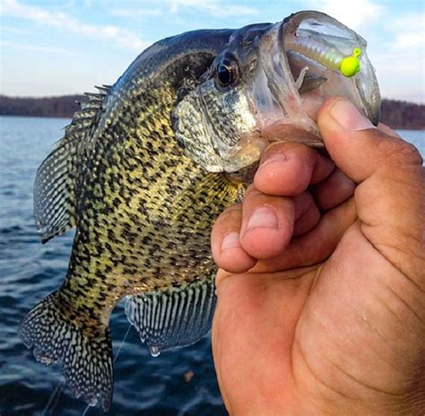 Crappie Fishing Techniques