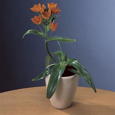 Sun Star, Orange Star Plant Indoors (Ornithogalum dubium) - MyGardenLife