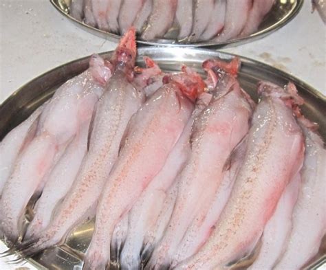 Bombay Duck Fish at Rs 300/gram | Seafood - Freshy Eat, Mumbai | ID: 19204308491