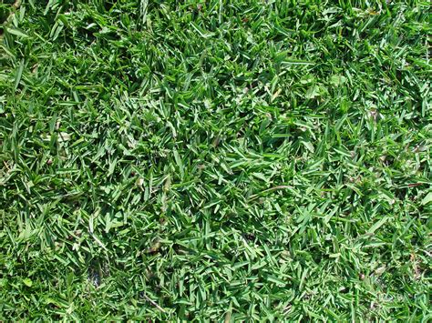 File:Buffalo grass texture.jpg - Wikimedia Commons