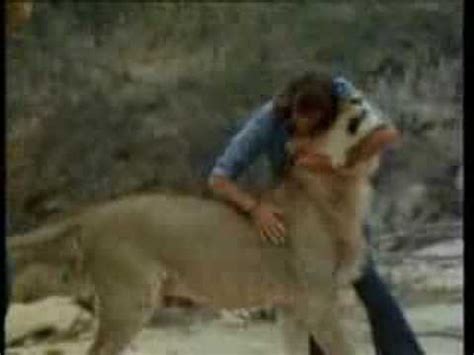 Christian the Lion Reunion As Seen on CNN - YouTube