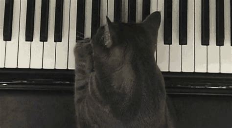 University of California Research — Piano playing cats An Animal Planet segment...