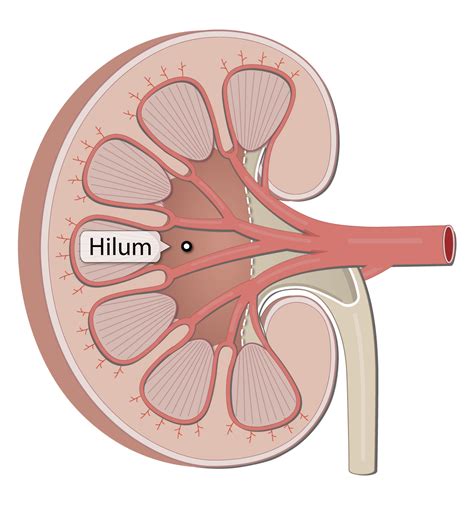 Kidney Renal Hilum Anatomy