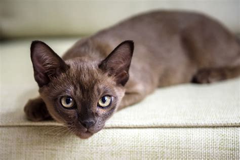 Chocolate Burmese Kitten