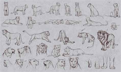 Lion poses/headshots/paws reference sketches by Whiluna on DeviantArt | Lion sketch, Lion poses ...