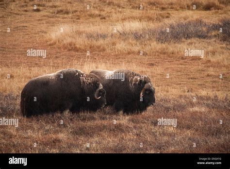 Musk Oxen, two bulls, Kangerlussuaq, Greenland Stock Photo - Alamy