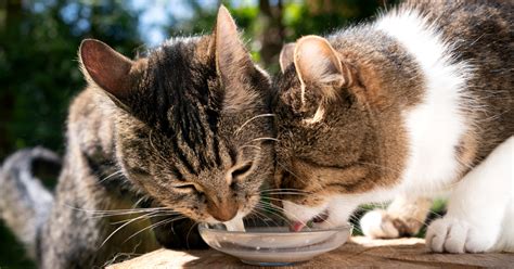 Is Milk Bad for Cats? - Emergency Vet 24/7