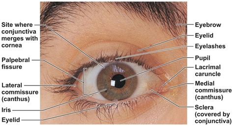 Human Eye Anatomy - Parts of the Eye and Structure of the Human Eye