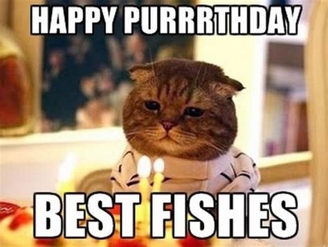 101 Funny Cat Birthday Memes for the Feline Lovers in Your Life