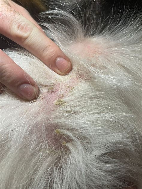 How To Treat Flea Scabs On Dogs