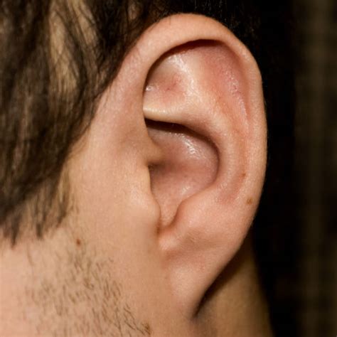 Attached Earlobe Stock Photos, Pictures & Royalty-Free Images - iStock