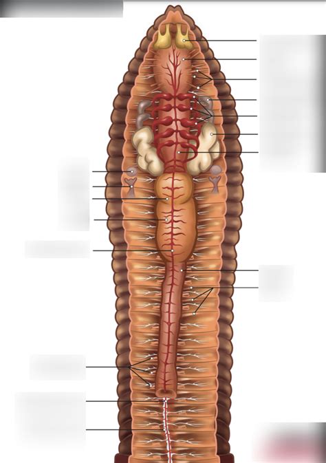 worm dissection Diagram | Quizlet