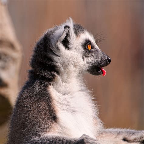 Lemur showing the tongue | One of the catta lemurs of the Ki… | Flickr