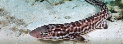 Exhibit Galleries Blog: Sharks of the Touch Tank: Coral Catshark