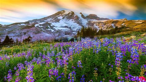 Mount Rainier National Park Wallpapers - Wallpaper Cave