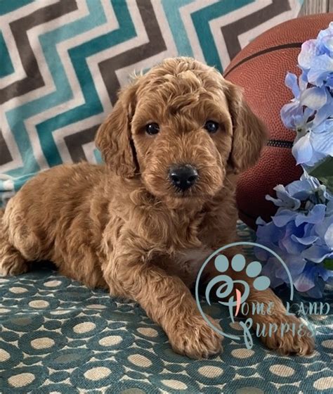 Goldendoodle puppies for adoption - Home Land Puppies