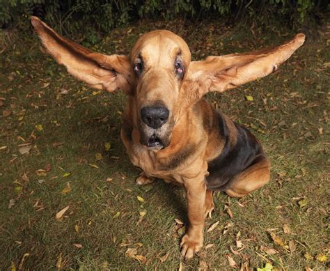 Funny Dog Picture: Funny Dog With Long Ears Photo