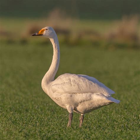 Whooper Swan | Animal Database | Fandom