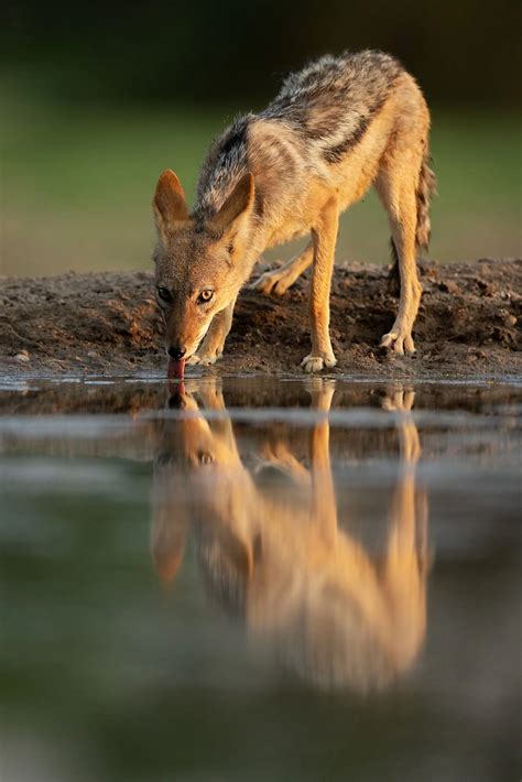 Canon EOS R3 for wildlife photography - Pangolin Photo Safaris