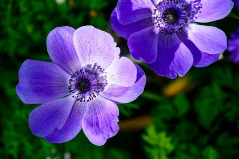 Anemone Flower Meaning, Symbolism, and Color Significance in the ...