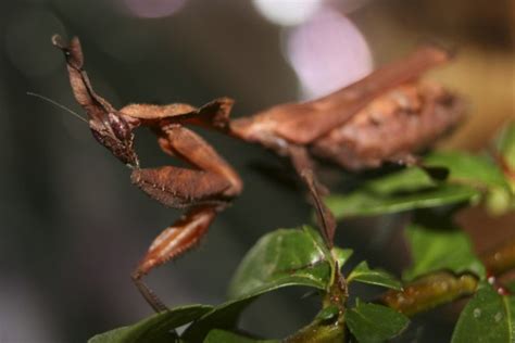 Ghost Mantis l Astounding Camouflage - Our Breathing Planet