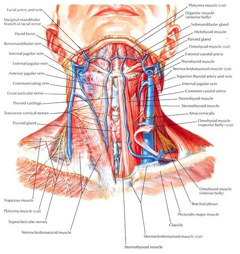 Human Neck Muscles Diagram - koibana.info | Throat anatomy, Anatomy of ...