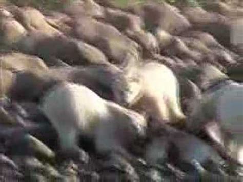 Polar Bears and Wolverine - YouTube