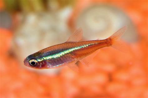 Neon tetra breeding - memphisladeg