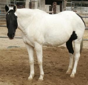 Coloring Gone Wrong?: Lethal White Overo Syndrome (LWO) | Equine Science