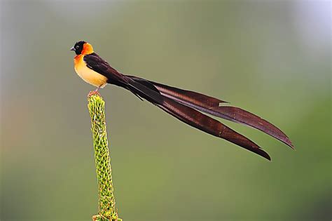 Broad-tailed Paradise Whydah by Dajan Chiou / 500px