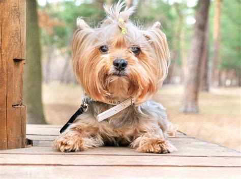 449+ BEST Yorkie Names (Find An Adorable Name Today!)