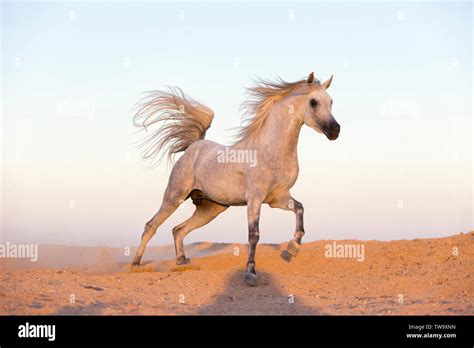 Arabian Horse. Gray stallion galloping in the desert. Egypt Stock Photo ...