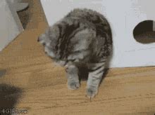 Cat Fails GIFs | Tenor