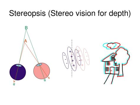 PPT - Seeing Things 2 Visual Processing in the Brain PowerPoint ...