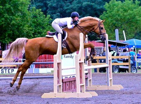 50 Breeds of jumping horses ideas | horses, horse jumping, breeds