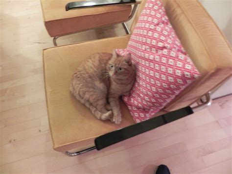 Red cat on chair Free Photo Download | FreeImages