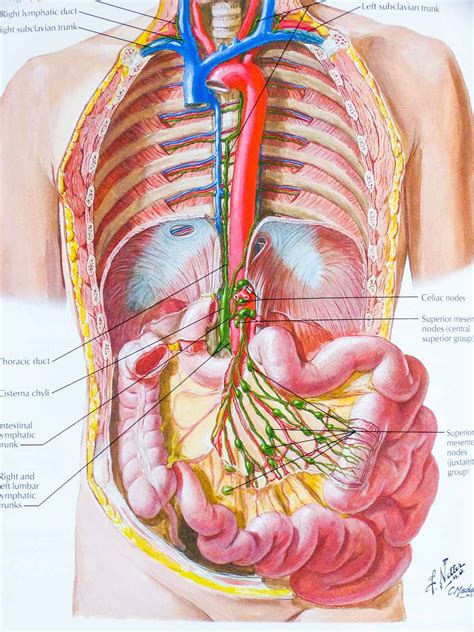 The best atlas of human anatomy there is - Boing Boing