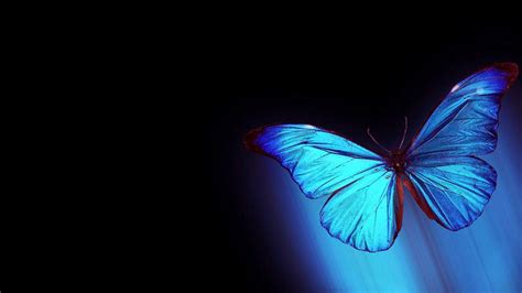 Butterfly 4K Wallpapers - Wallpaper Cave